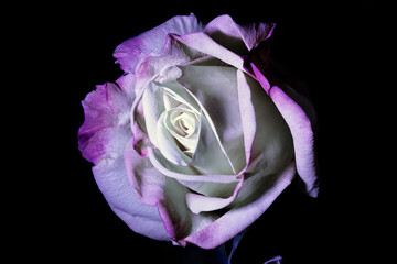 white-lilac rose on a black background