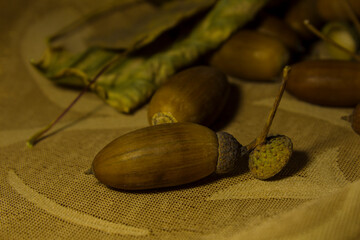 dry acorns on yellow tissue