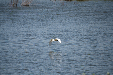 White heron flying over a marsh