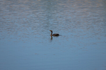 Single bird swimming in a marsh
