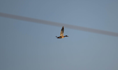 Duck flying in the evening sky