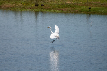 Bird coming in for a landing