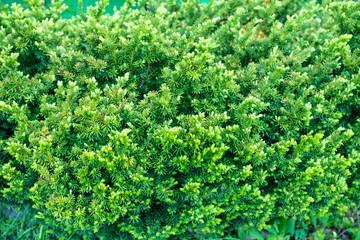 Taxus baccata (Yaw tree) bush in the garden. Selective focus.