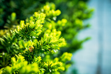 Taxus baccata (Yaw tree) bush in the garden. Selective focus.