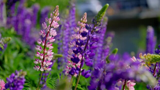 Purple, pink flowers moved by the wind. , There are insects flying to eat nectar from pollen,Suitable for natural documentary work.
