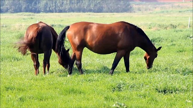 two brown horses grazing on meadow

