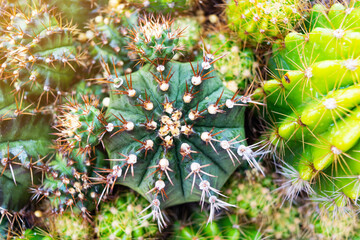 the picture of cactus