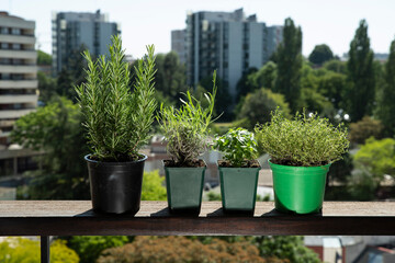 Pots of different aromatic plants in the city
