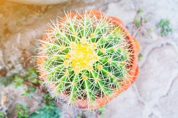 the picture of cactus