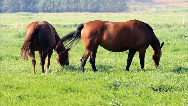 two brown horses grazing on meadow
