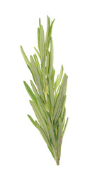 Fototapeta premium Rosemary on white