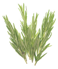 Rosemary on white