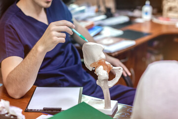 Doctor shows to patient place of hip joint in artificial semi-anatomical model of pelvis and femur....