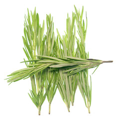 Rosemary on white