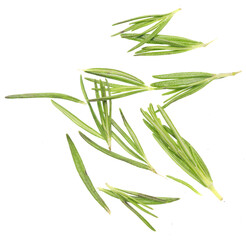 Rosemary on white