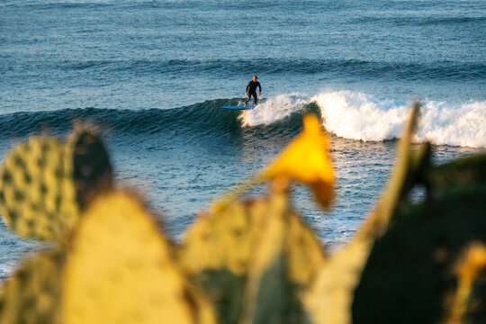 A man surfs over a flower is Pacific Beach, San Diego. California.  