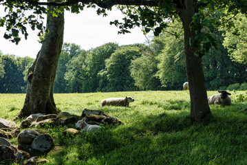 Lamb resting by rocks