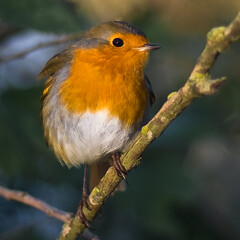 Robin