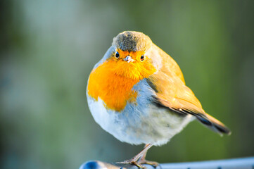 Robin