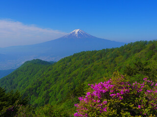 Fototapeta premium Honey azalea from Mitsutoge Mountain and Mt. Fuji in early summer 06/05/2020