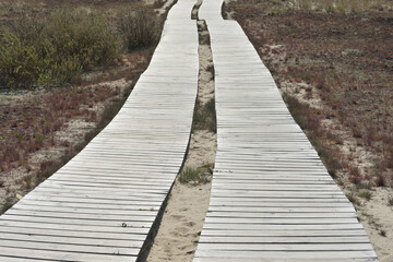 Obraz premium Wooden path leading through dunes at Nagliai nature reserve