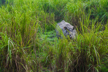 Indian one horned big rhinoceros in Kaziranga National Park - Assam, India
