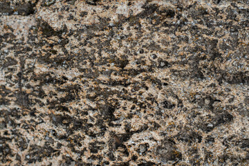 rocky wall with speckled plan with moss. stone texture background