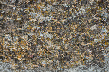 rocky wall with speckled plan with moss. stone texture background