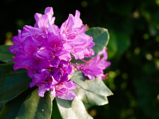 rhododendron mauve