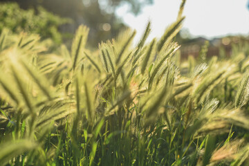 spikelets in the sun close up in the countryside