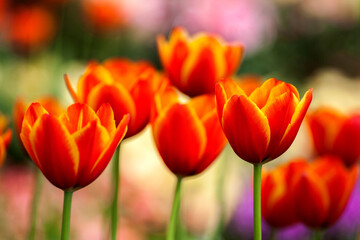 red tulips in the garden