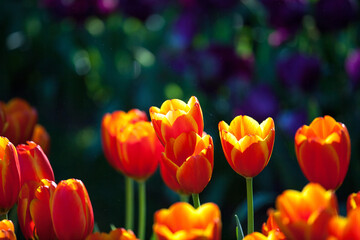 Red Tulips in the garden