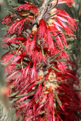 One-sided Bottlebrush (Calothamnus quadrifidus) showing red flowers arranged in the inflorescence, South Australia