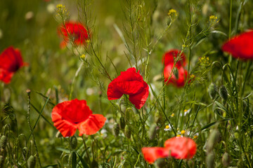 Fototapeta premium poppy field on a spring meadow