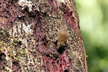 Plain Pigmy Squirrel (Exilisciurus exilis) - ボルネオコビトリス