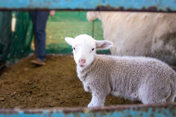 Obraz premium Cute white baby lamb