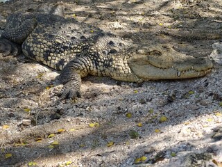 A large crocodile was walking along the street. She, she wasn't hungry