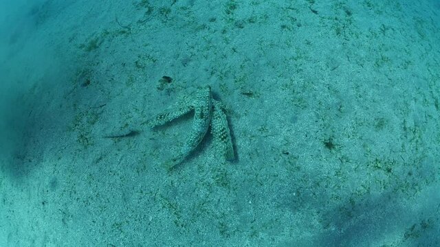 Flying gurnard Dactyloptena orientalis fish wings underwater scuba divers around ocean scenery