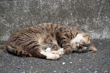 Naklejka na ściany i meble 眠り猫