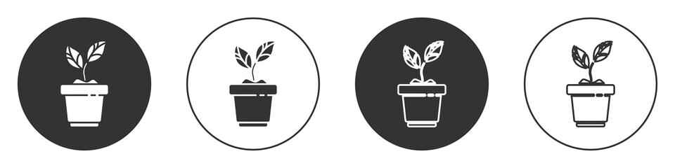 Black Plant in pot icon isolated on white background. Plant growing in a pot. Potted plant sign. Circle button. Vector Illustration.