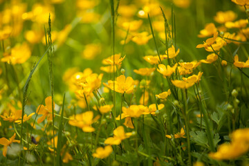 Fototapeta premium flowers on a spring meadow