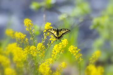Old world Swallowtail butterfly (papilio machaon)
