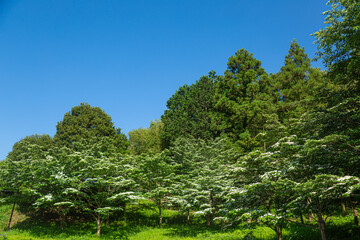 葛城山麓公園の山法師