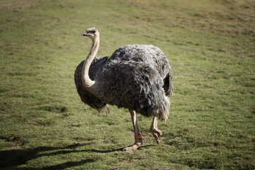 Female Ostrich walking on grass