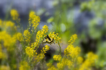 Old world Swallowtail butterfly (papilio machaon)
