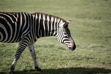 Fototapeta na wymiar Zebra walking in a wildlife reserve