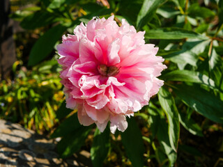 Fototapeta premium Pivoine Rose