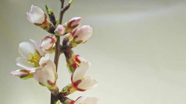 buds of almond flowers open on a branch on a white background
