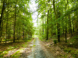 Fototapeta premium Path in green forest. Summer forest landscape.