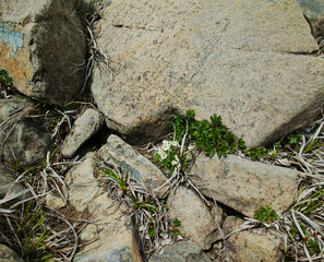 岩とヒメコザクラ